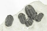 Cluster Of Eight Gerastos Trilobites - Mrakib, Morocco #204429-1